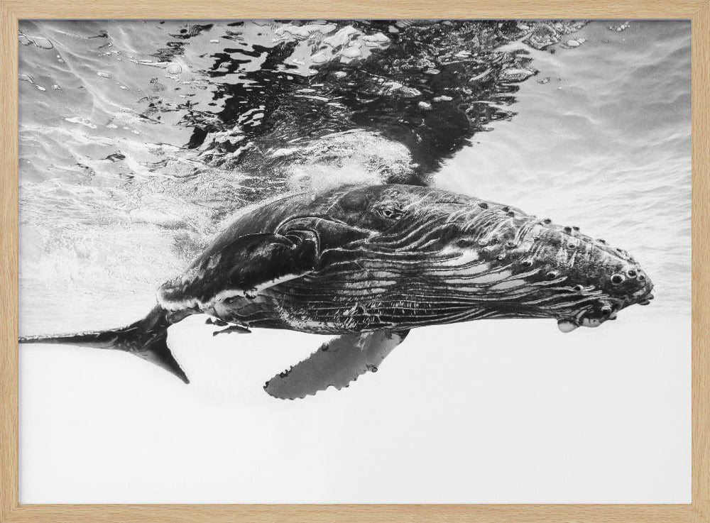 Humpback whale calf | Poster