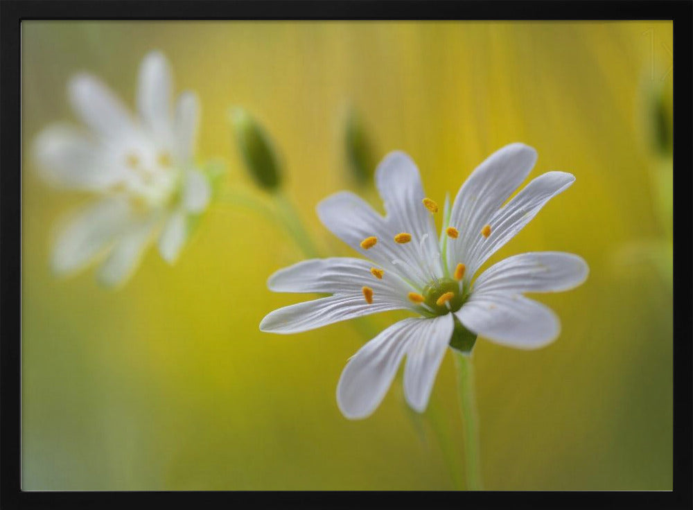 Stitchwort | Poster