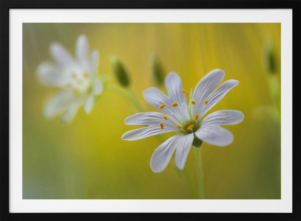 Stitchwort | Poster