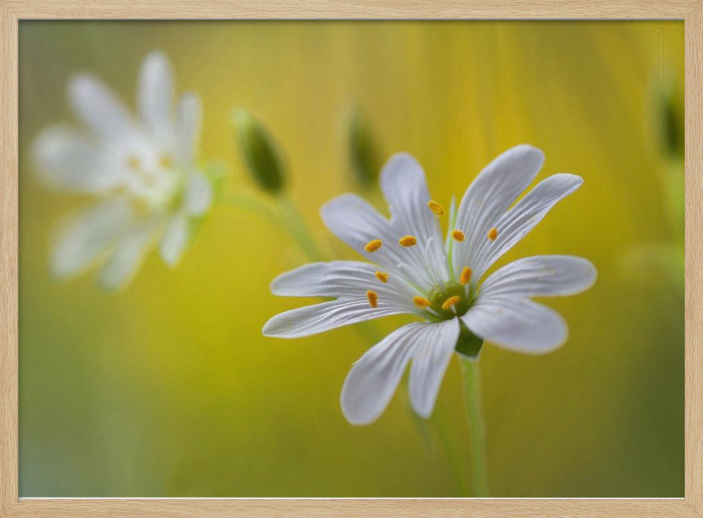 Stitchwort | Poster