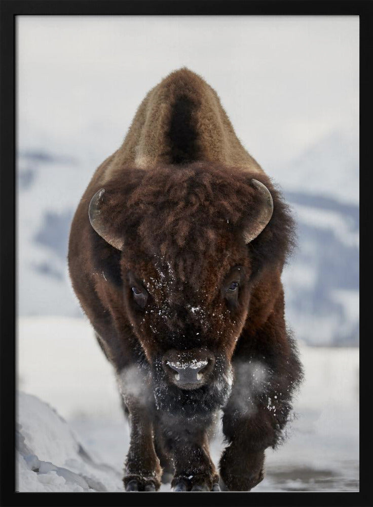 Bison Incoming | Poster