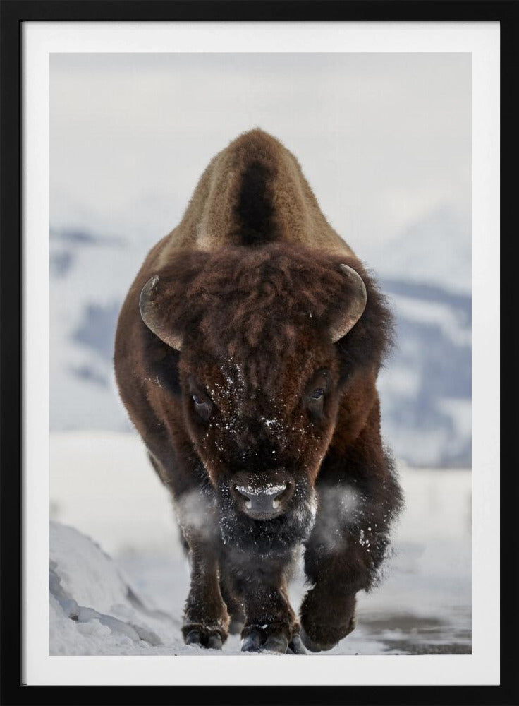 Bison Incoming | Poster