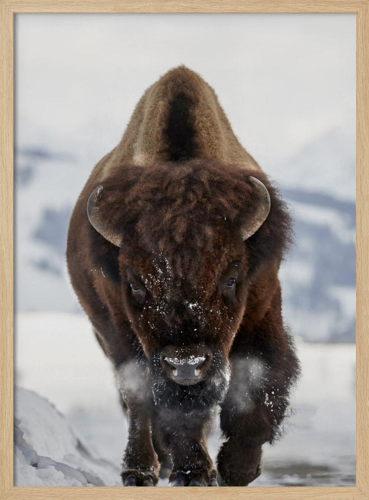 Bison Incoming | Poster