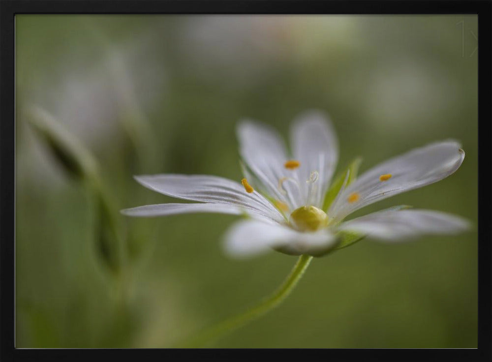 Stitchwort | Poster