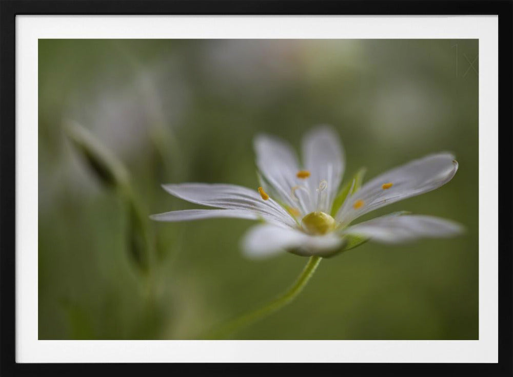 Stitchwort | Poster