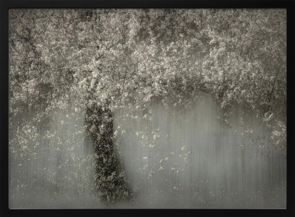 White blossom | Poster