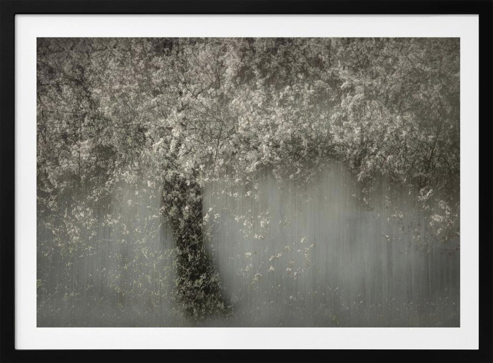 White blossom | Poster