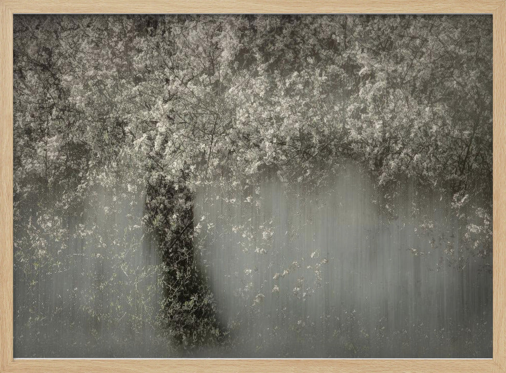 White blossom | Poster