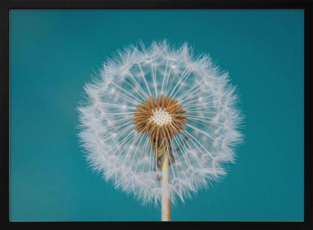 Dandelion | Poster