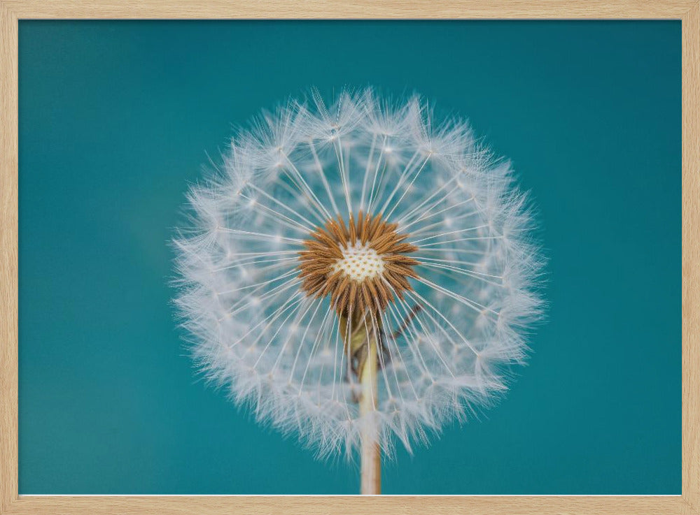 Dandelion | Poster