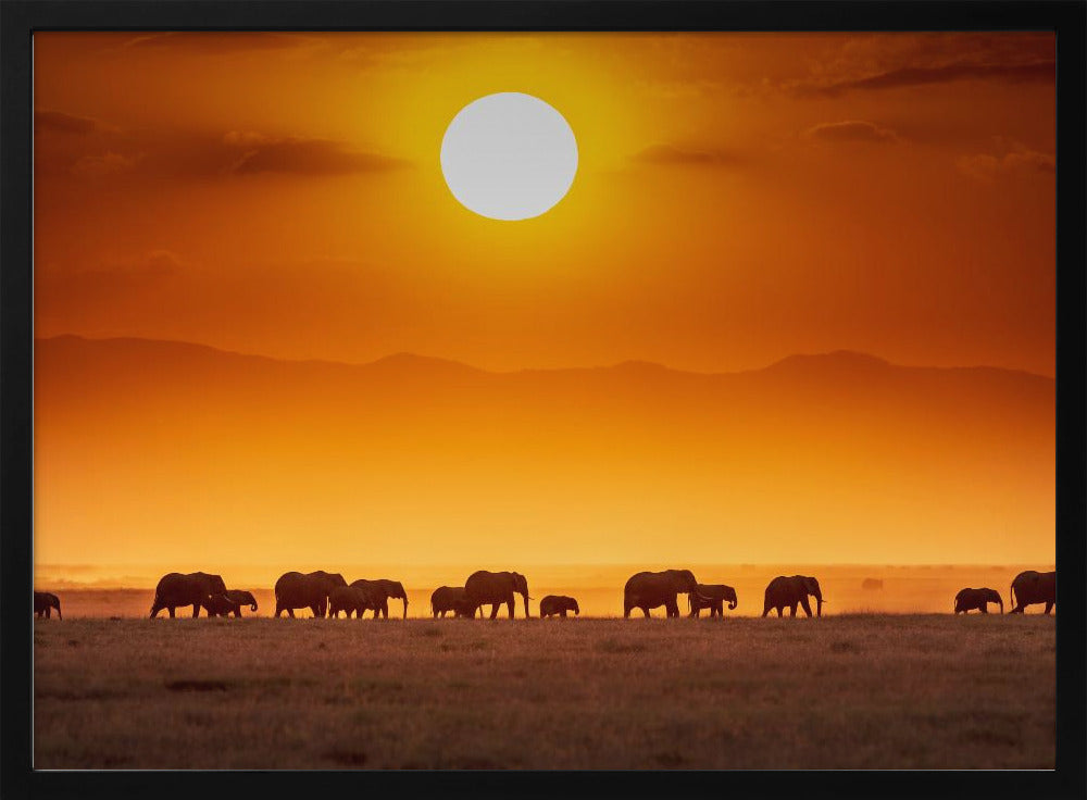 Sunrise parade | Poster