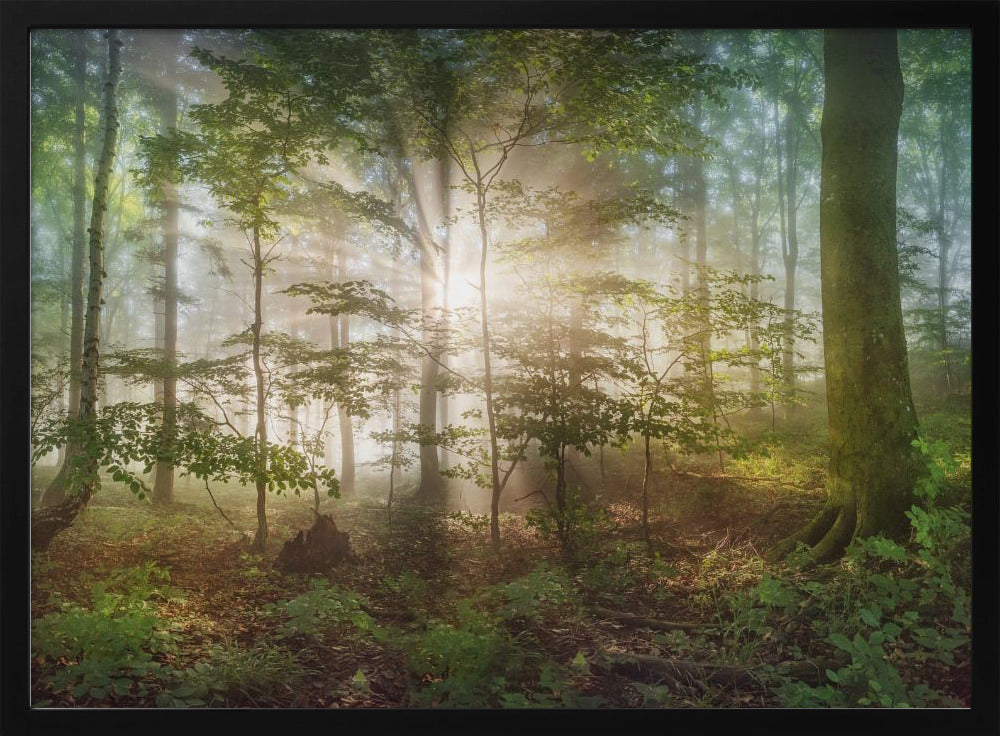 morning sun | Poster