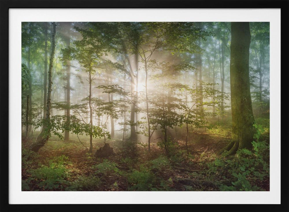 morning sun | Poster