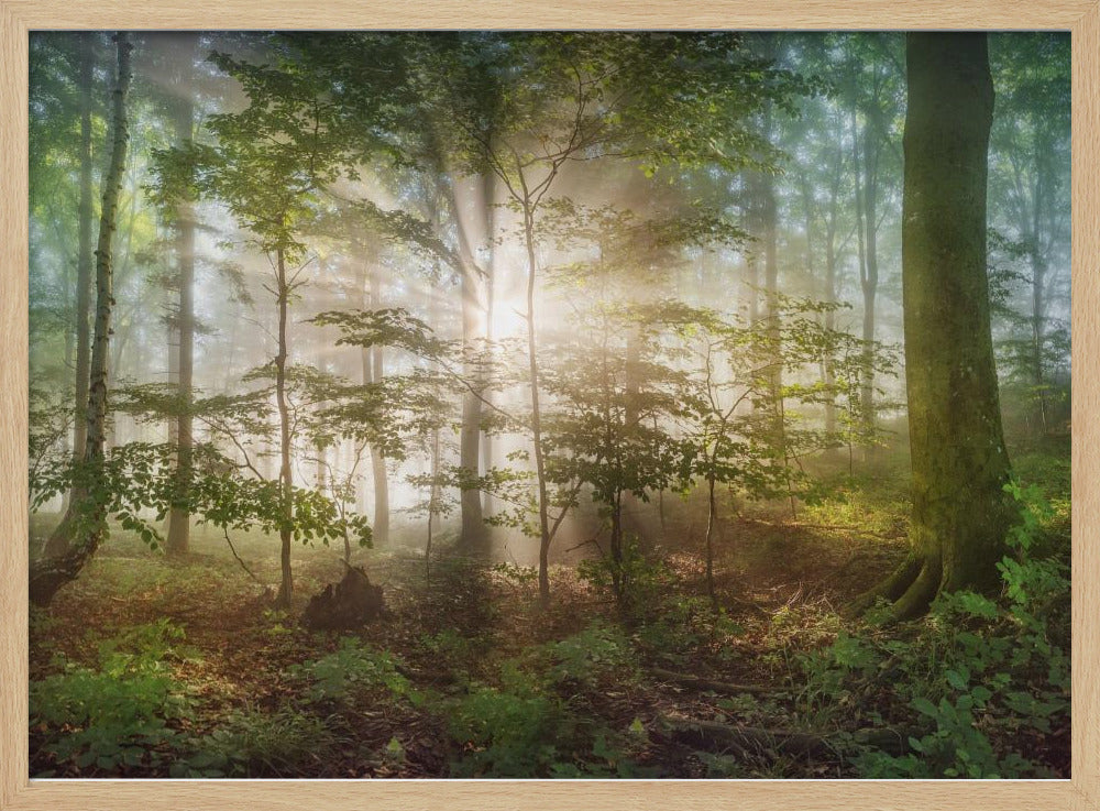 morning sun | Poster