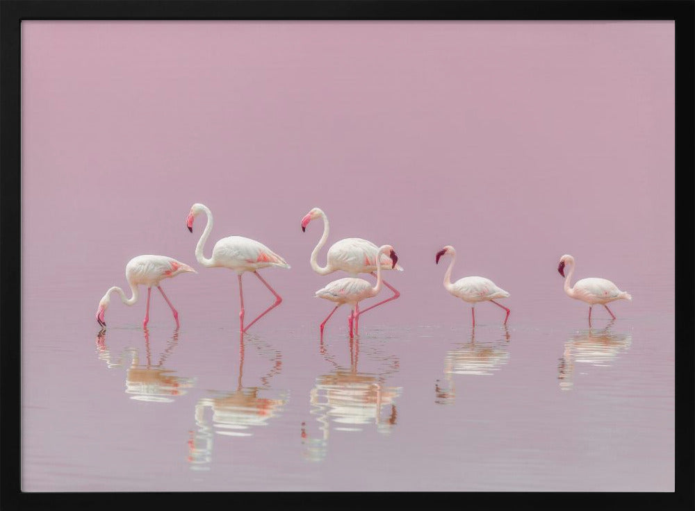 Flamingos | Poster