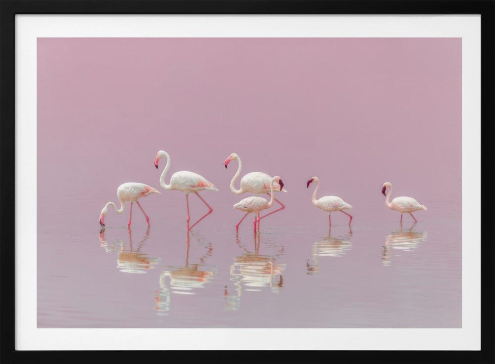 Flamingos | Poster