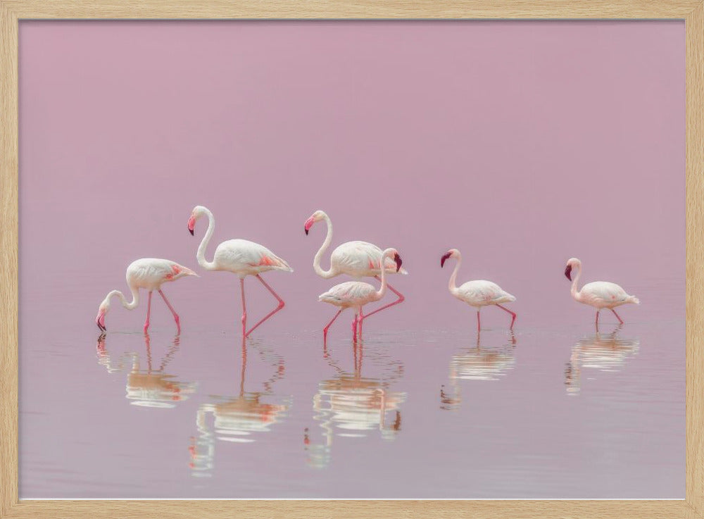 Flamingos | Poster