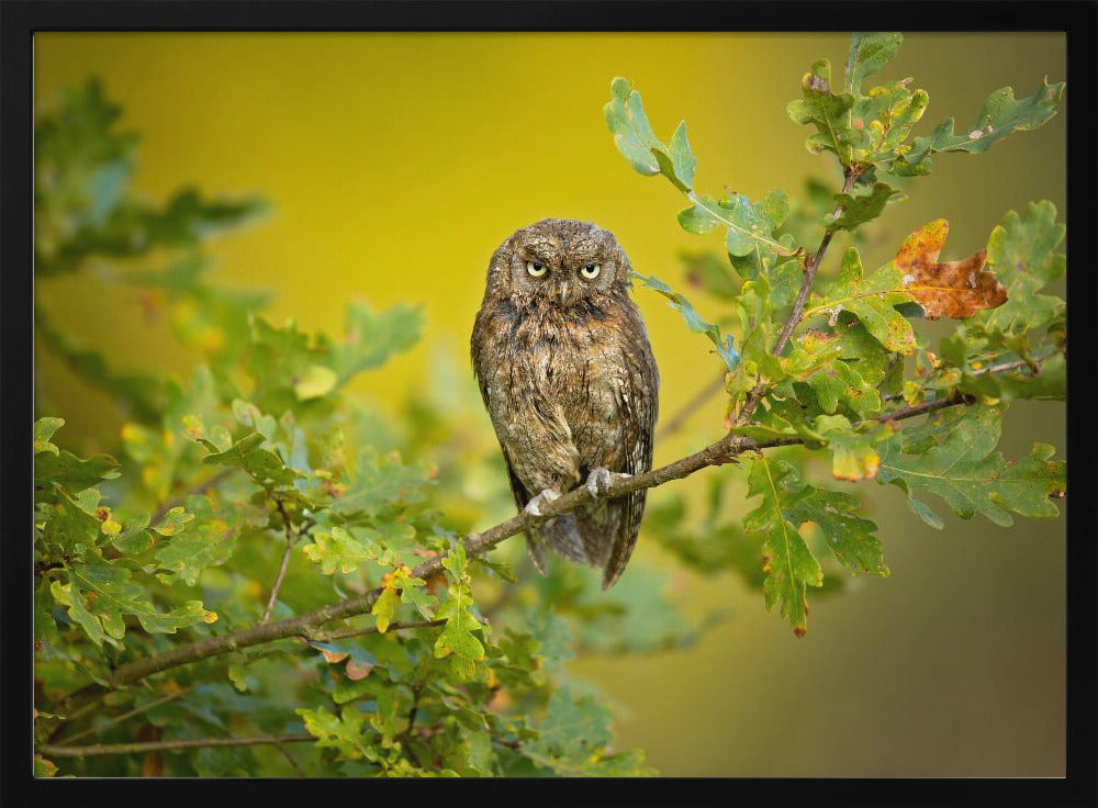 Eurasian Scops Owl | Poster