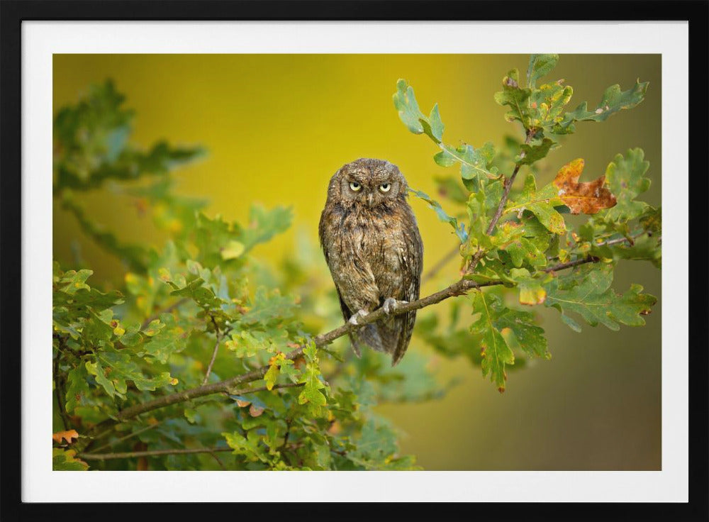 Eurasian Scops Owl | Poster
