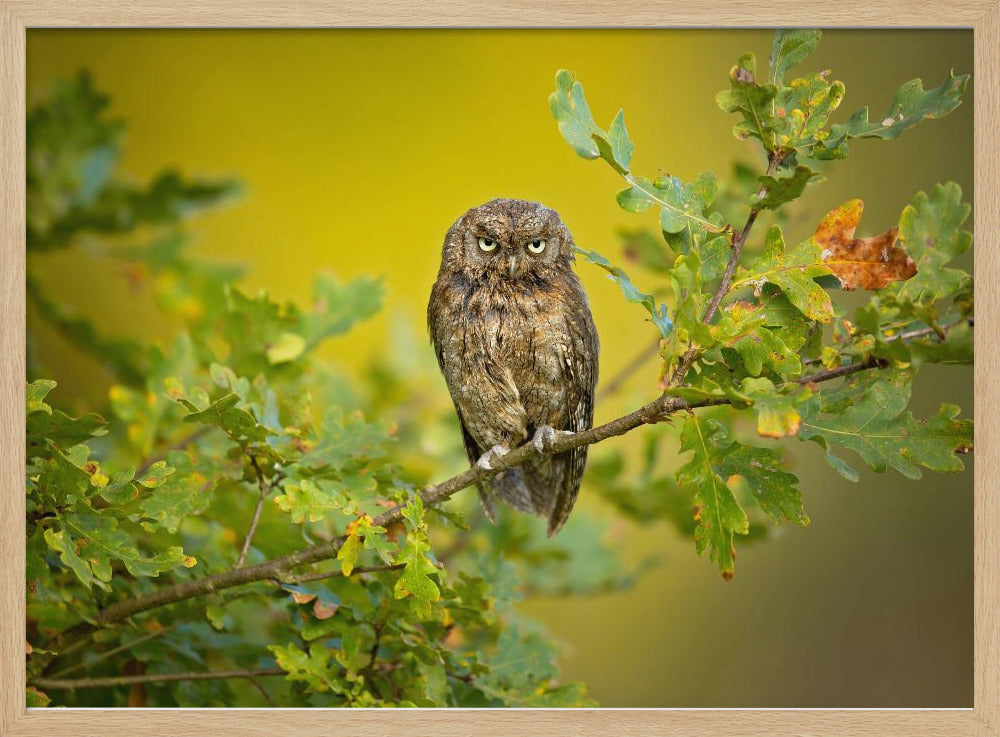 Eurasian Scops Owl | Poster