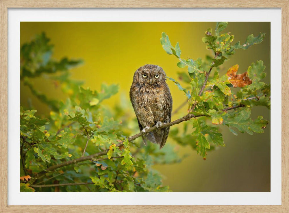 Eurasian Scops Owl | Poster