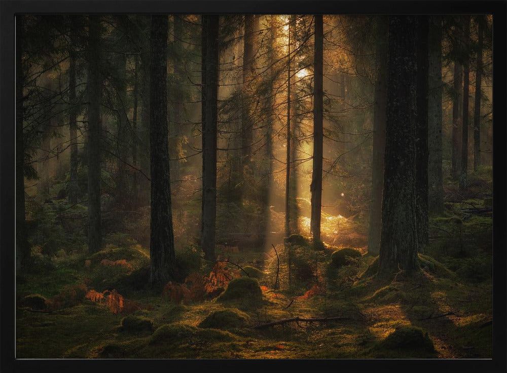 The light in the forest | Poster