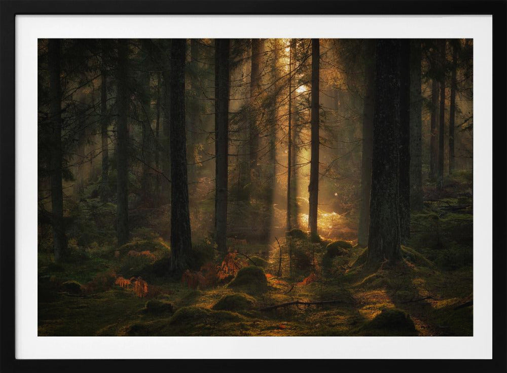 The light in the forest | Poster