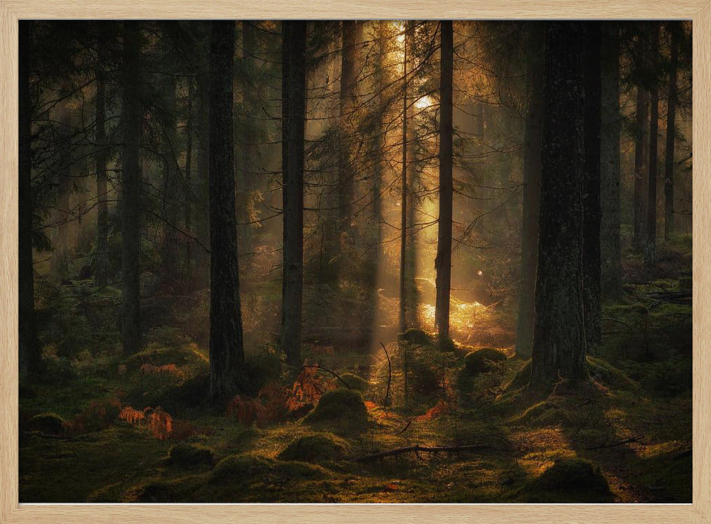 The light in the forest | Poster