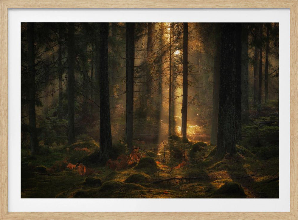 The light in the forest | Poster