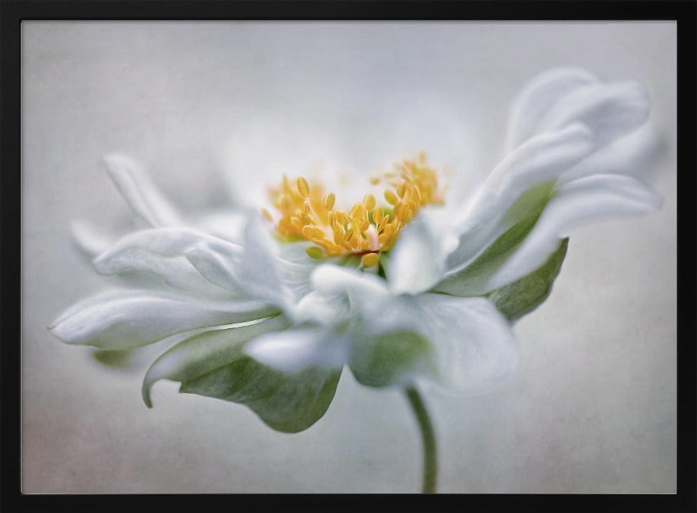 Anemone | Poster