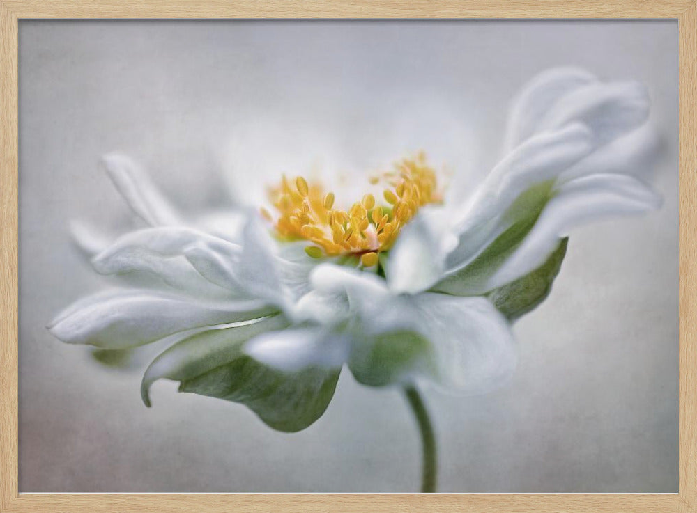Anemone | Poster