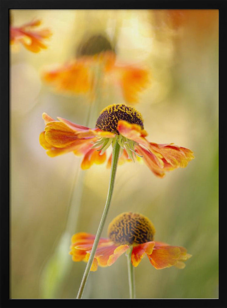 Helenium | Poster