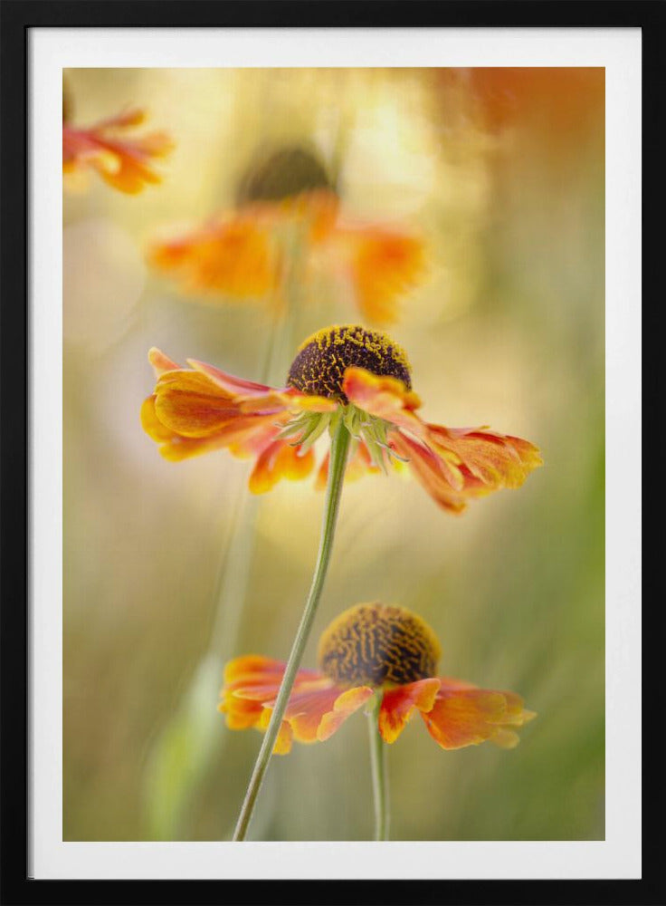 Helenium | Poster