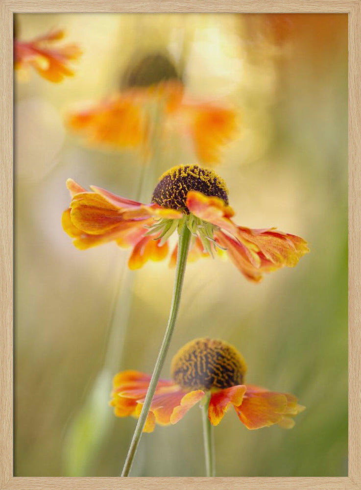 Helenium | Poster