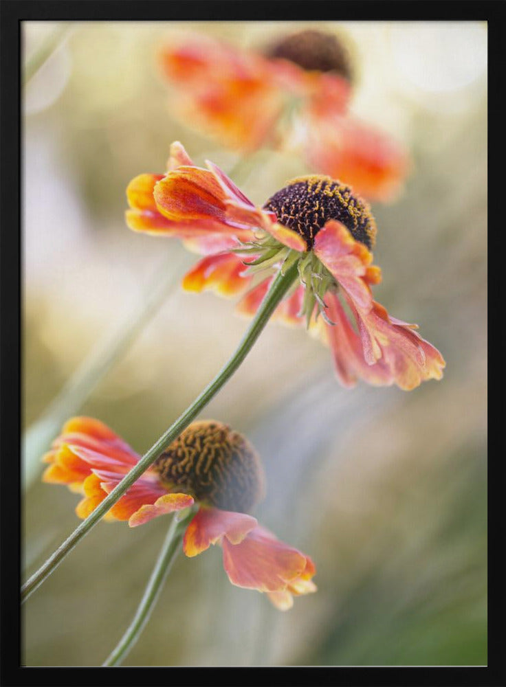 Helenium* | Poster