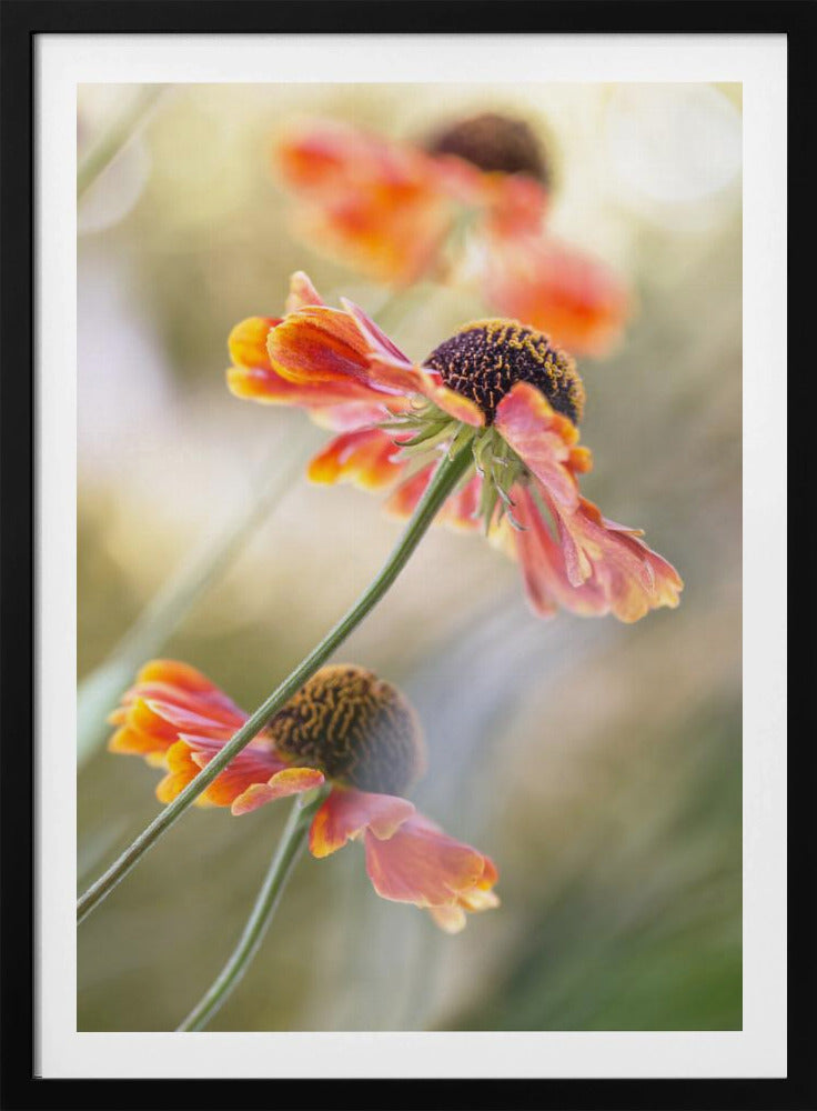 Helenium* | Poster