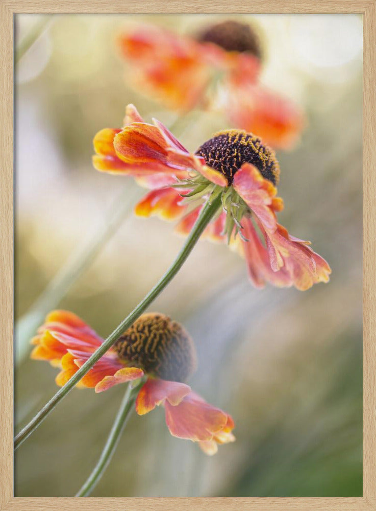 Helenium* | Poster