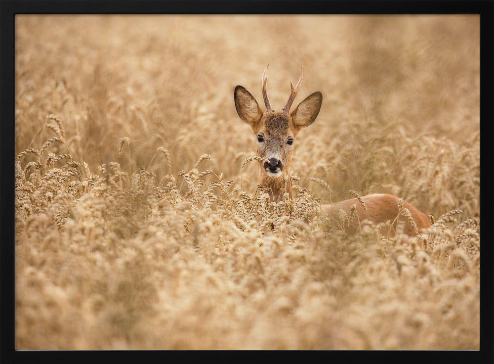 Deer in the field | Poster