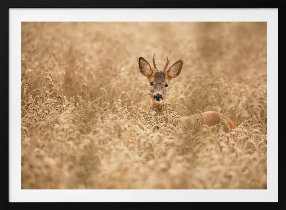 Deer in the field | Poster