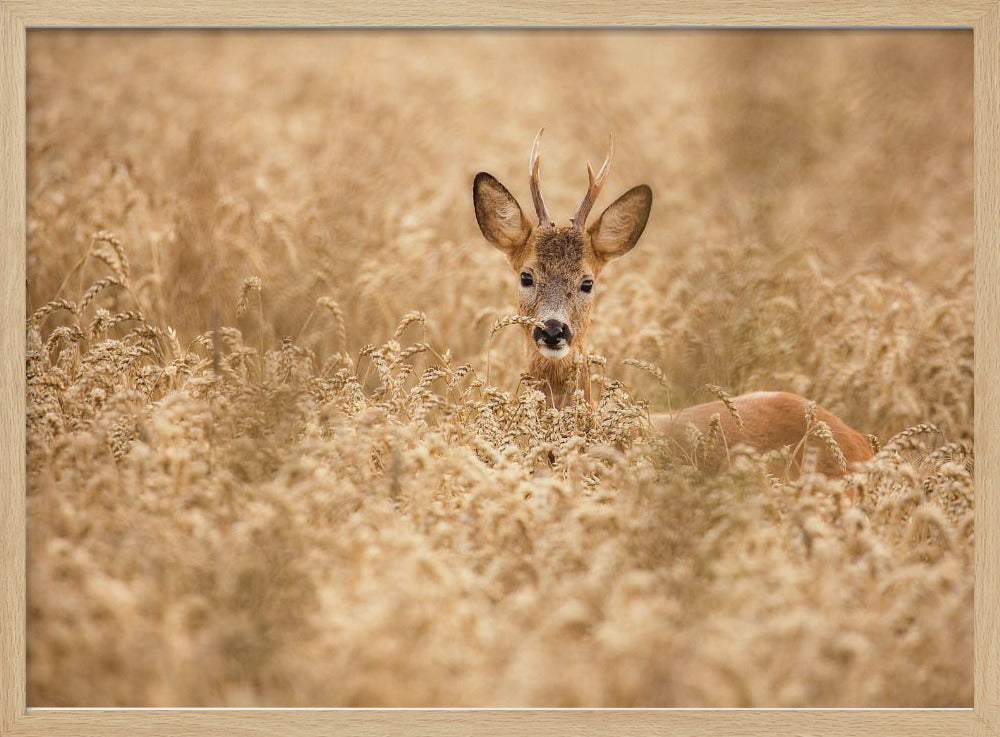 Deer in the field | Poster