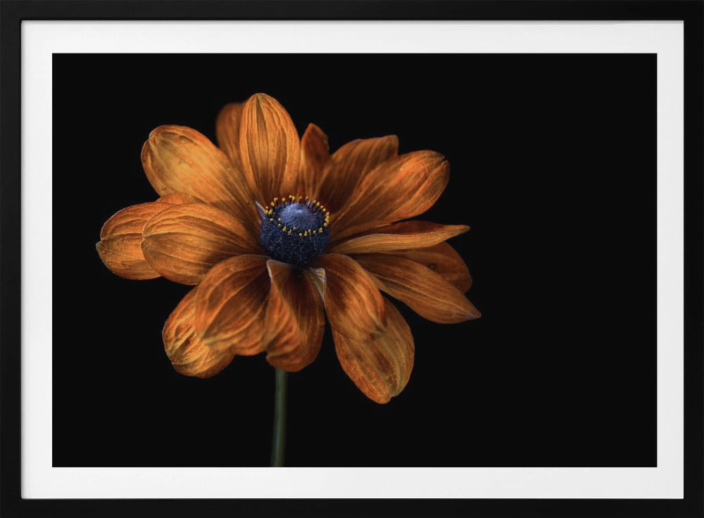 Rudbeckia | Poster