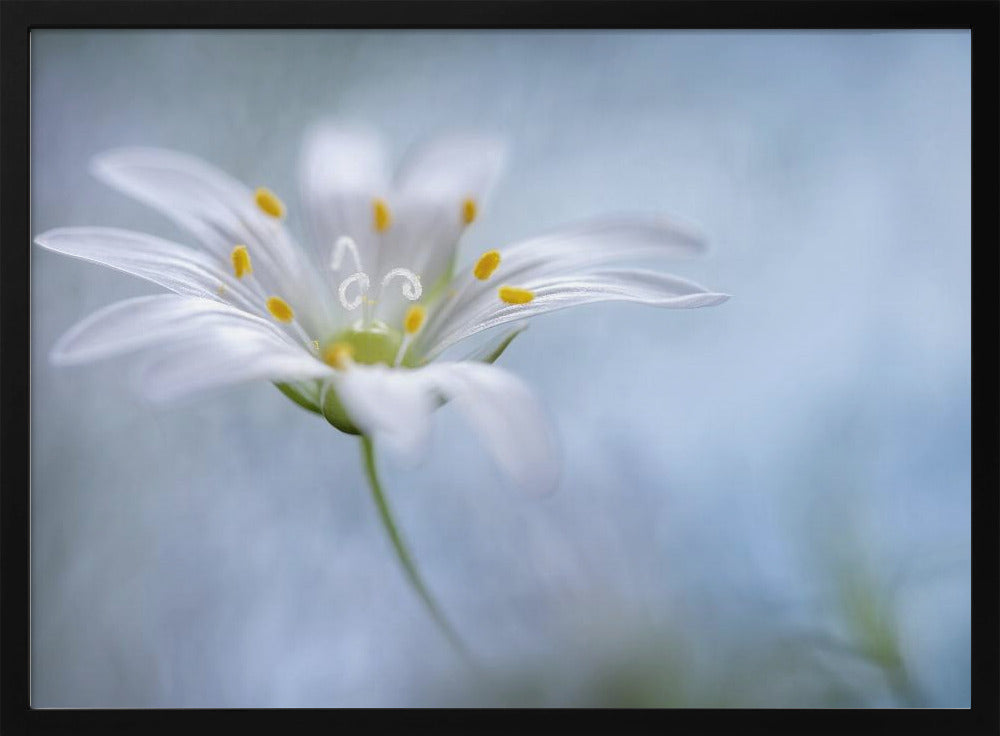 Greater Stitchwort | Poster