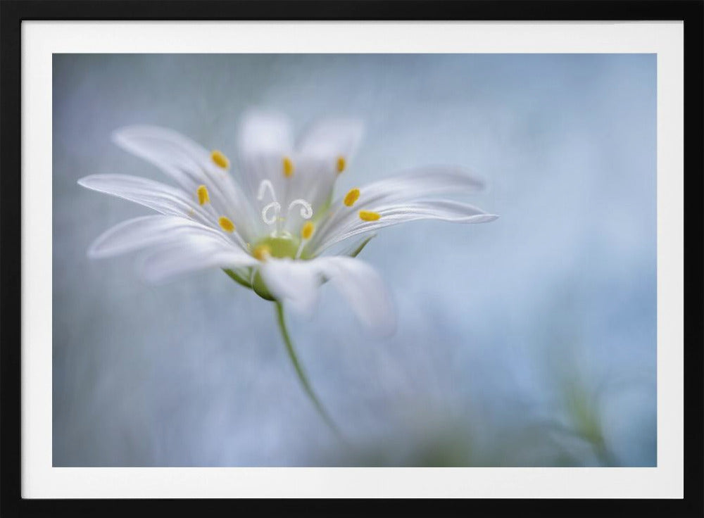 Greater Stitchwort | Poster