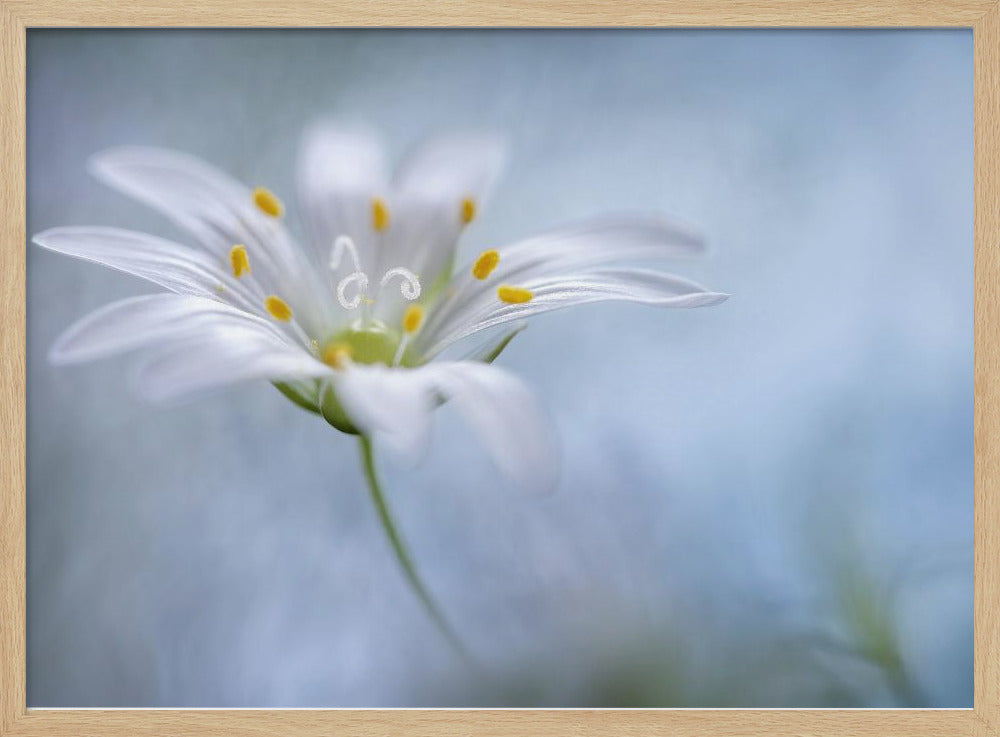 Greater Stitchwort | Poster