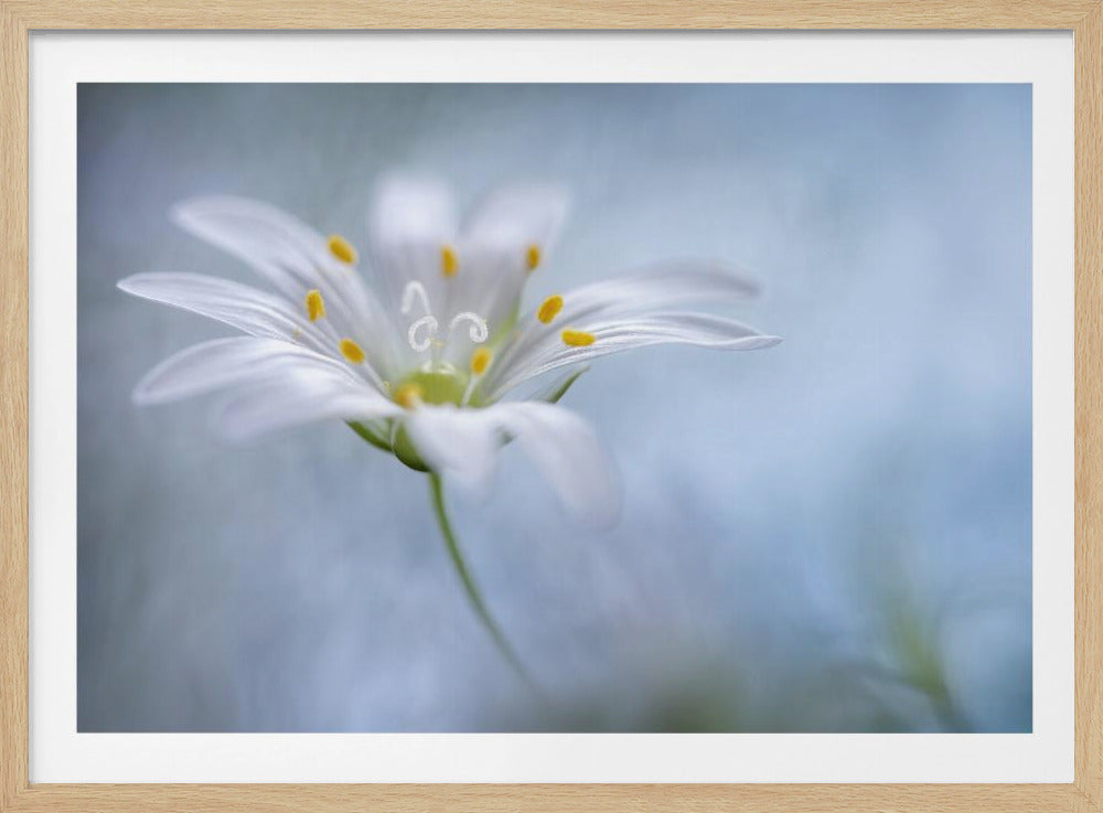 Greater Stitchwort | Poster