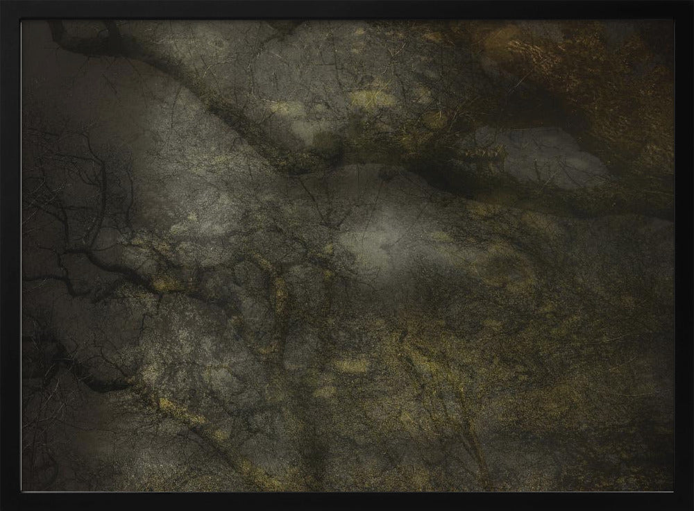 Old forrest | Poster