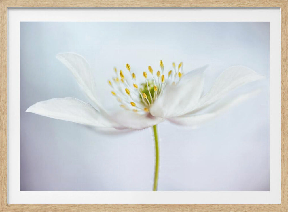nemorosa | Poster