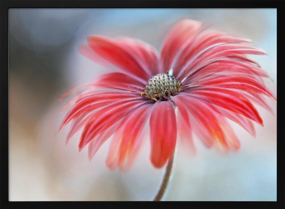 Cape Daisy* | Poster