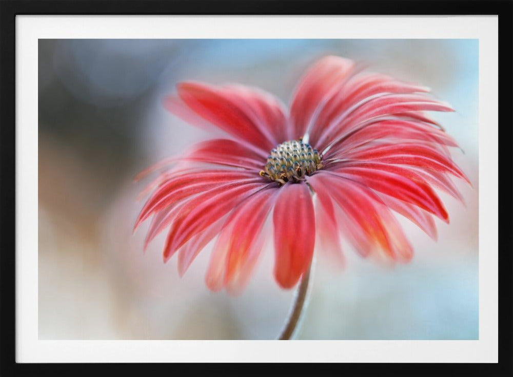 Cape Daisy* | Poster