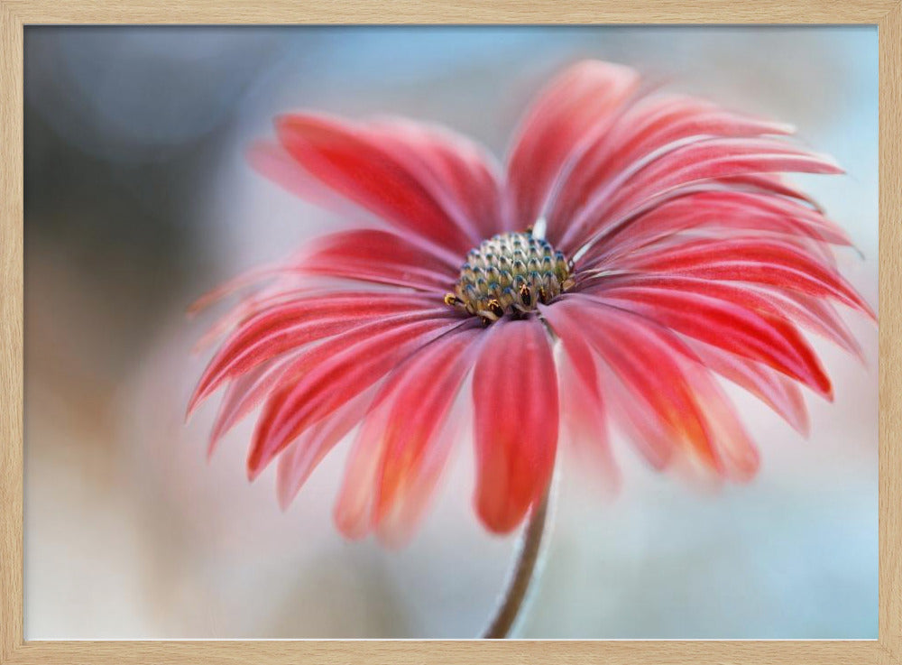 Cape Daisy* | Poster